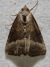 Ogdoconta cinereola