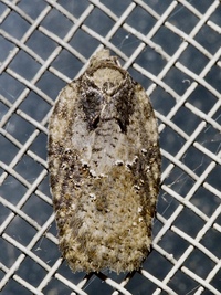 Acleris chalybeana
