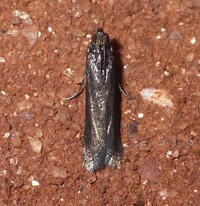 Elasmopalpus lignosella
