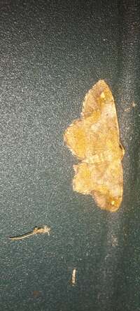 Hypagyrtis unipunctata
