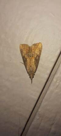 Hypena scabra