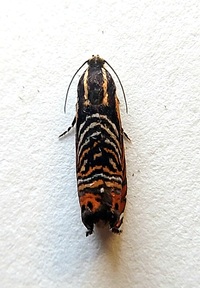 Thaumatographa jonesi