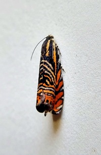 Thaumatographa jonesi