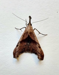 Palthis angulalis