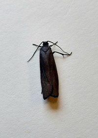 Urodus parvula