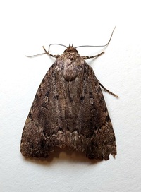 Amphipyra pyramidoides