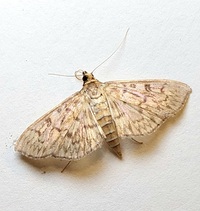Herpetogramma pertextalis