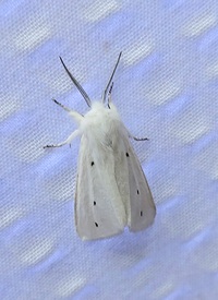 Spilosoma virginica