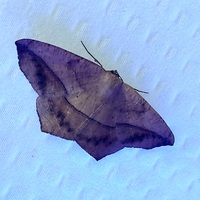 Prochoerodes lineola