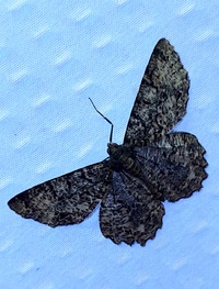 Epimecis hortaria