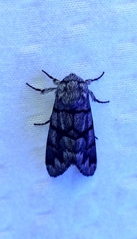 Panthea furcilla
