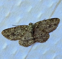 Melanolophia canadaria