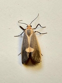 Cisthene plumbea