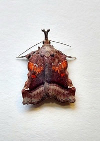 Clydonopteron sacculana