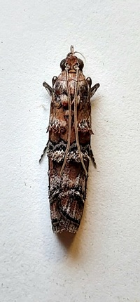 Dioryctria taedivorella