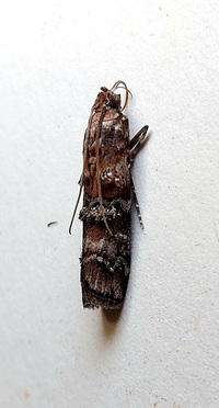 Dioryctria taedivorella