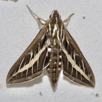 Hyles lineata