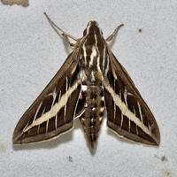 Hyles lineata