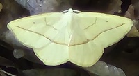 Eusarca confusaria