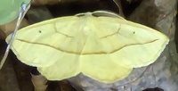 Eusarca confusaria