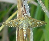 Epipagis fenestralis