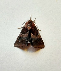 Schinia arcigera