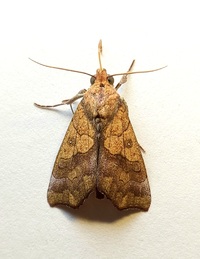 Anomis erosa