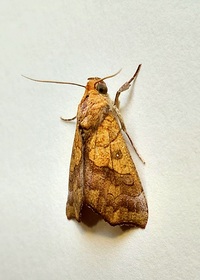 Anomis erosa