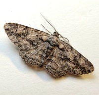 Anavitrinella pampinaria