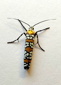 Atteva aurea