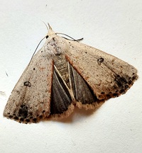 Scolecocampa liburna