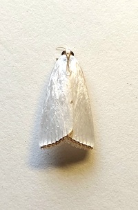 Urola nivalis