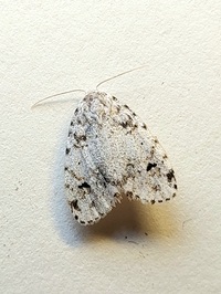 Clemensia albata