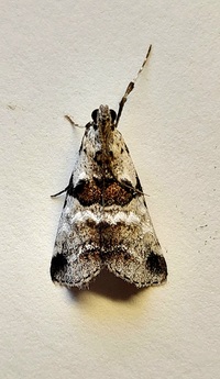 Tallula atrifascialis