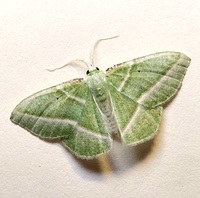 Dichorda iridaria