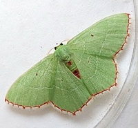 Nemoria saturiba