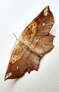 Euchlaena amoenaria