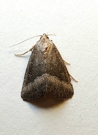 Ogdoconta cinereola