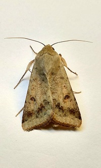 Helicoverpa zea
