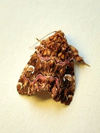Callopistria mollissima