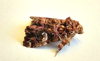 Callopistria mollissima