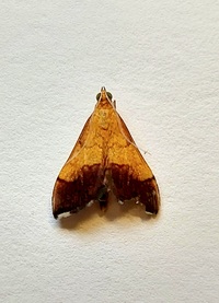 Pyrausta bicoloralis
