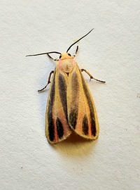 Hypoprepia fucosa