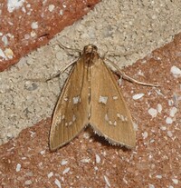 Diastictis unidentified species