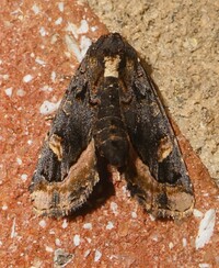 Homophoberia apicosa