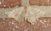 Besma quercivoraria