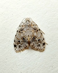 Clemensia ochreata