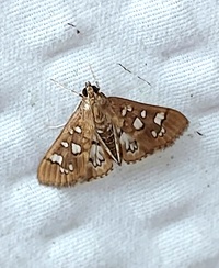 Diastictis baccatalis
