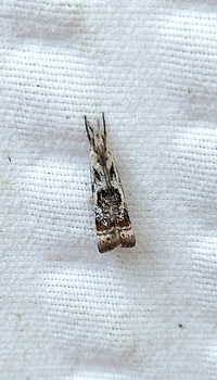 Microcrambus elegans