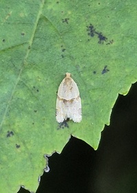Clepsis peritana